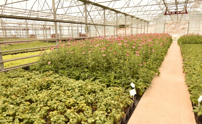 ANFA Beypazarı Çiçek Serasında Üretim Sürüyor